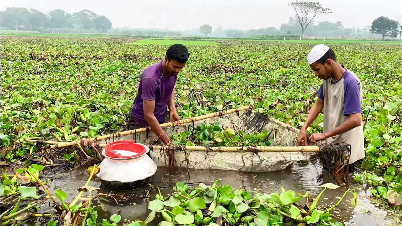 দুই ভাই বিল থেকে জাল দিয়ে মাছ ধরলাম ( best village fishing videos 2025) Bengali fishing videos.