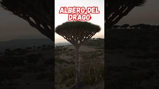 Albero del drago #forest