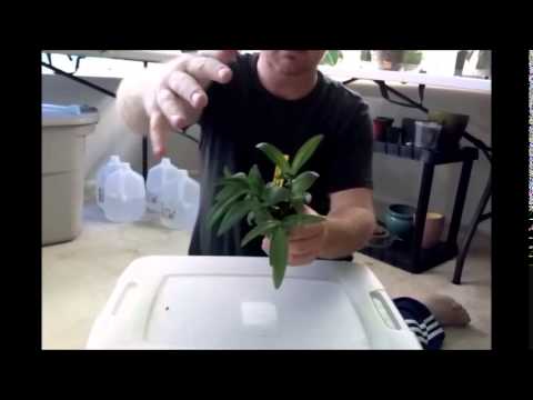 Βίντεο: Πολλαπλασιασμός Silver Squill: Μάθετε για την Καλλιέργεια Φυτών Silver Squill
