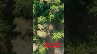 Wald Vogelperspektive