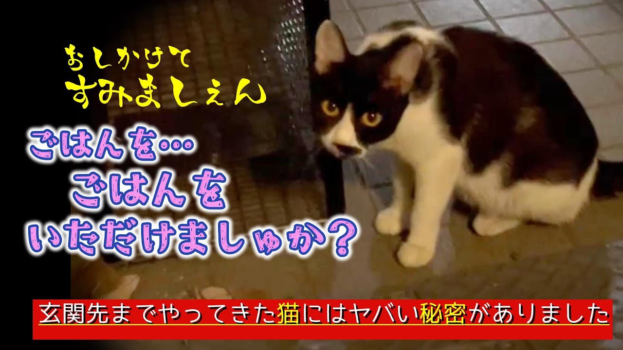 【神戸保護猫】玄関先までごはんをもらいにきた猫にはヤバい秘密がありました