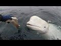 Norwegian fishermen remove harness from beluga whale