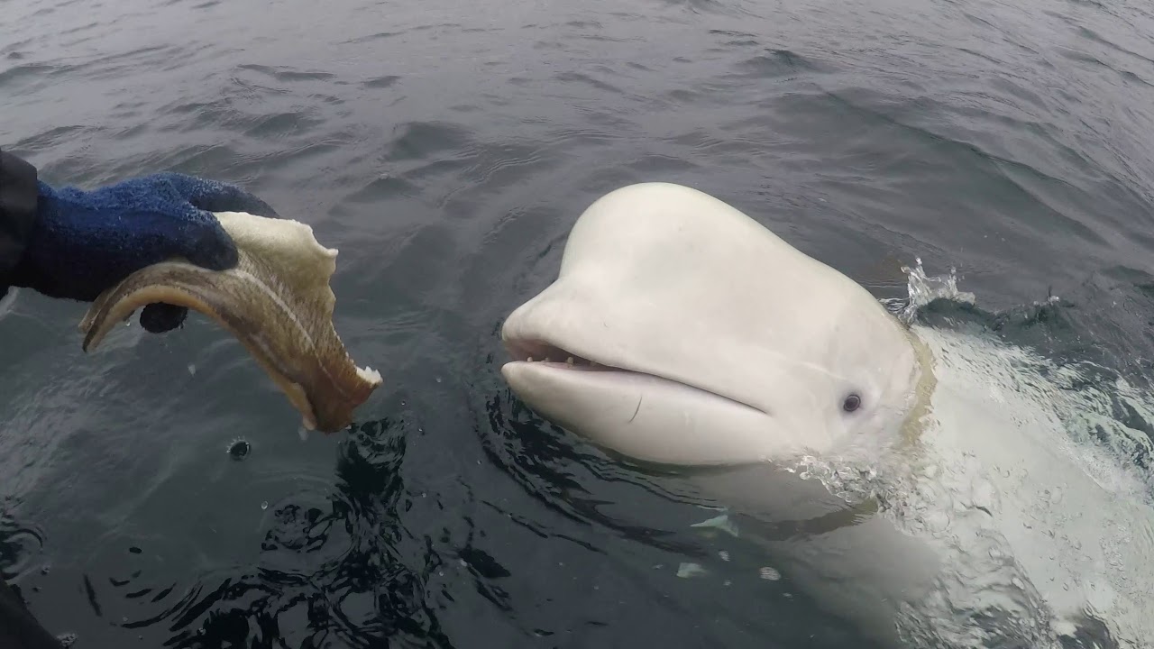 Norwegian fishermen remove harness from beluga whale