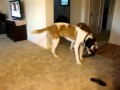 &quot;Abby&quot; the St. Bernard dog &amp; her boyfriend Baxter playing keep away