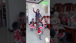 Những em cún ôn bài múa cùng mẹ #cho #mua #dethuong