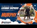 10 Month old Murphy, German Shepherd l Off Leash Puppy Training l E Collar Training of Northern VA 10 Month old Murphy, German Shepherd l Off Leash Puppy Training l E Collar Training of Northern VA