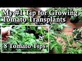 8 Tips on Growing Tomato Seed Starts &amp; My #1 Tip for Transplant Success!: A Seed Starting Series