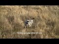 Gundog training a GSP puppy quartering 8 month old Part 1 Gundog training a GSP puppy quartering 8 month old Part 1