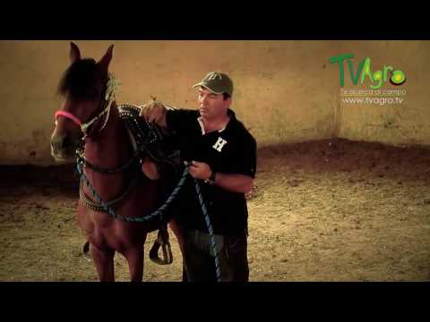 Video: Herramientas de entrenamiento de caballos: cultivos y látigos