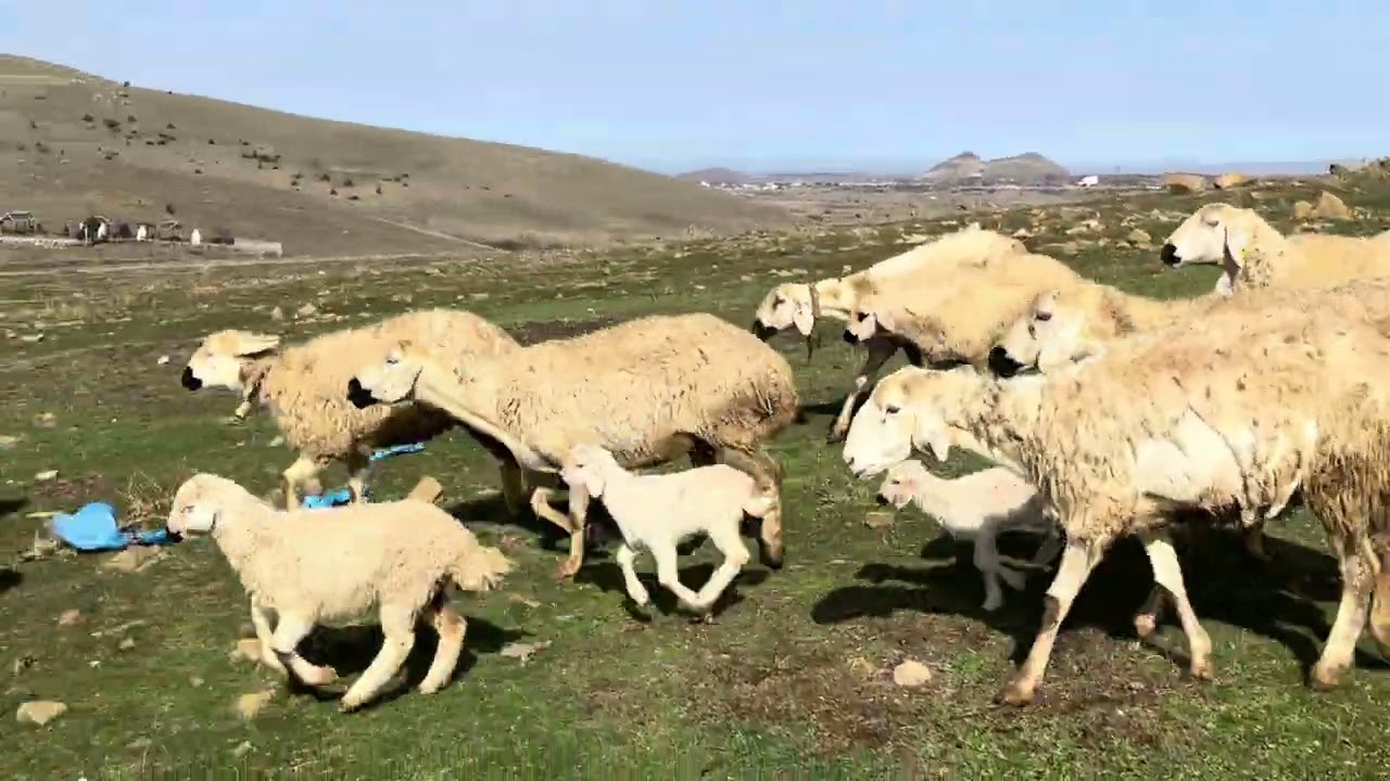 ÖZKUL’LAR BESİ 