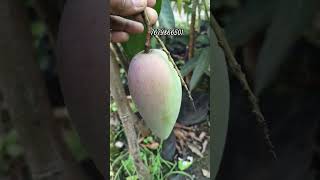 Hong Siang Red Dragon Alltime Mango Available contact 7679866501
