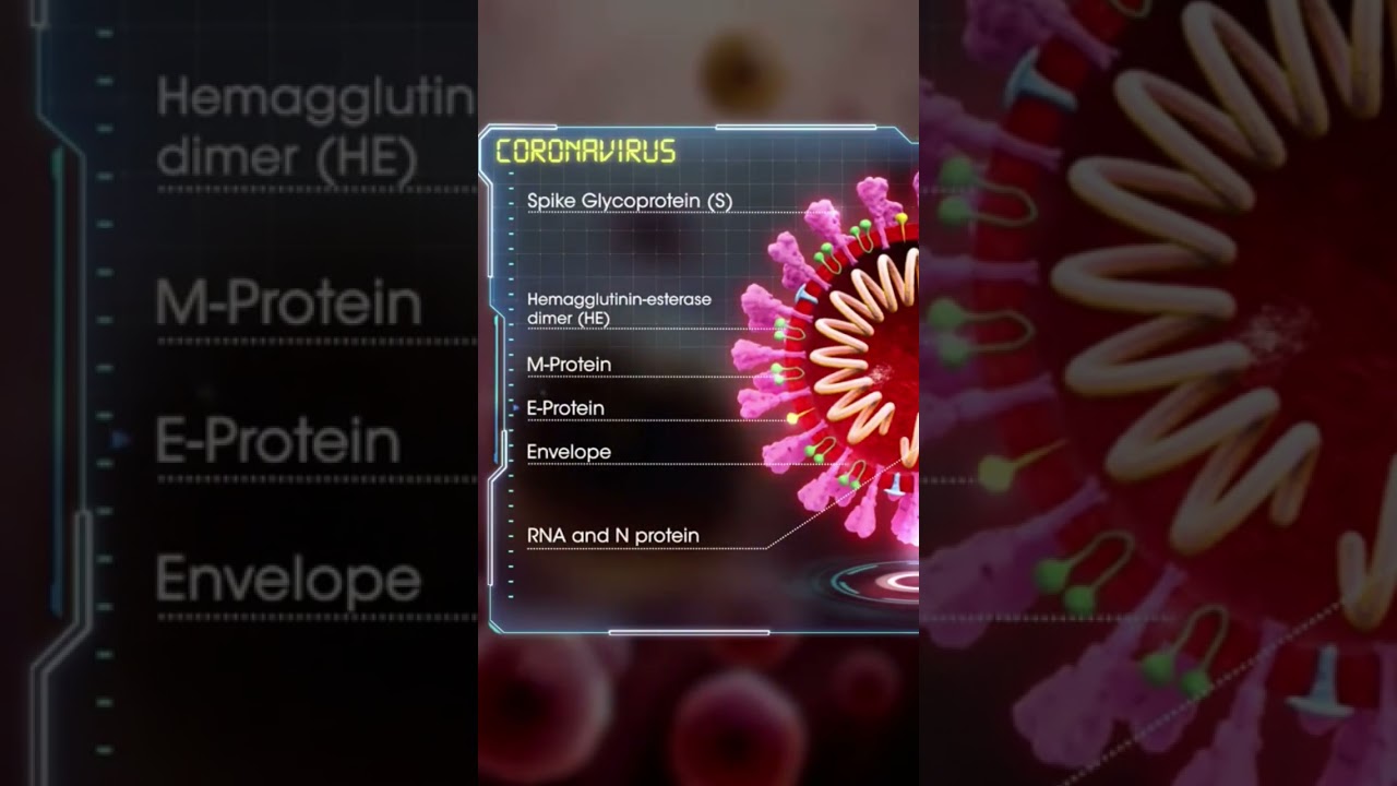 Structure of Coronavirus /// microbiology of Coronavirus