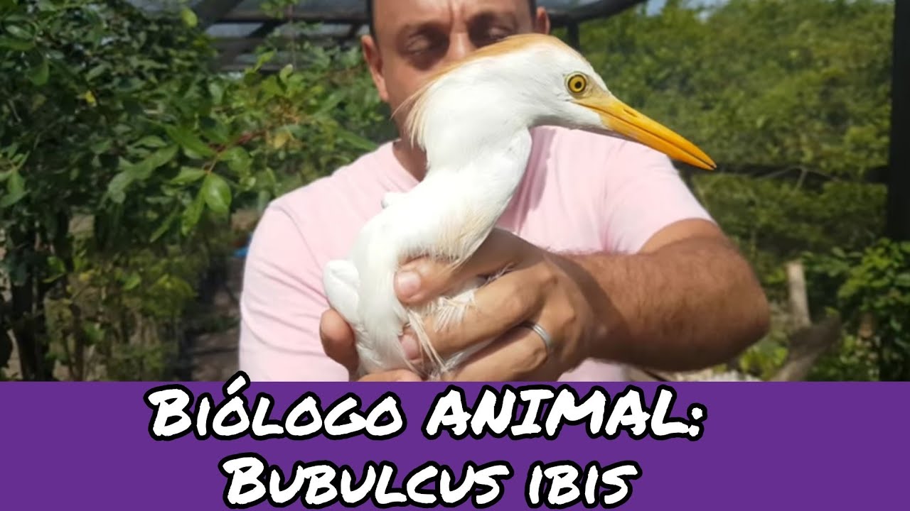 Biólogo ANIMAL: Garça carrapateira, Bubulcus ibis.