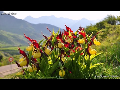 La Flore des Pyrénées