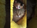 Baby Kitties #cat #cats #cute #adorable #kittens