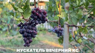Мускатель Вечерний кс, гибридная форма Киселева Сергее Александровича