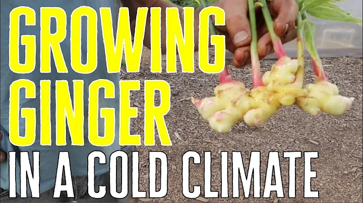 GROWING GINGER in a cold climate