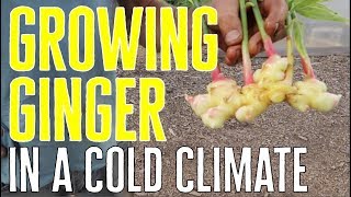 Ginger CAN Be Grown In A Cold Climate  Here's How!