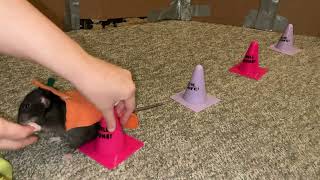 My spooky pet rat Cracker doing tricks while dressed as a pumpkin!