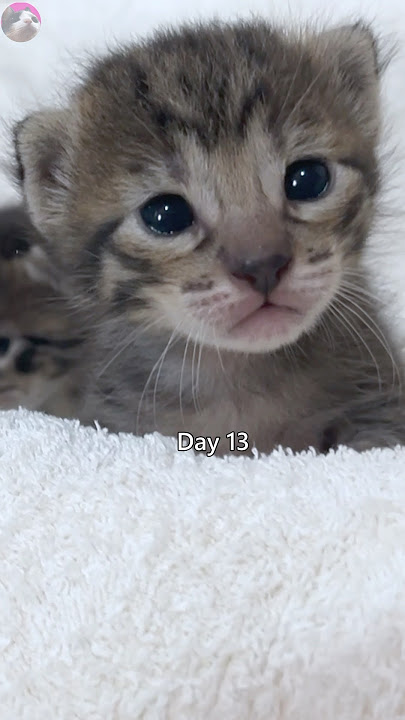 Timelapse Kitten Day 1 - 1 Year Old Cute😍😍 #kucing #kucinglucu #kitten #suaraanakkucing
