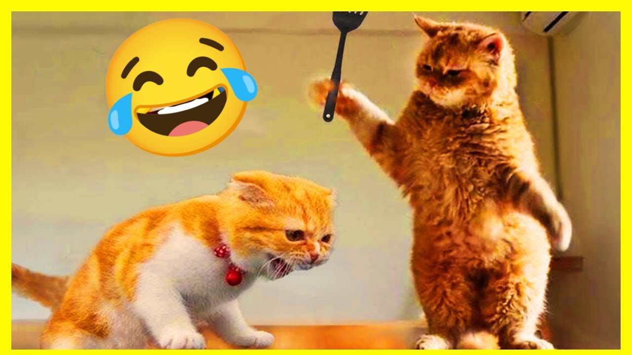 Gatos engraçados tente não rir video de gatos #gatosfalando #gatinhose