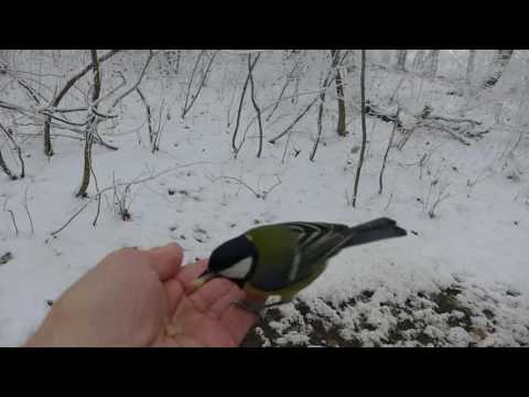 В холодном лесу. Голодные птицы