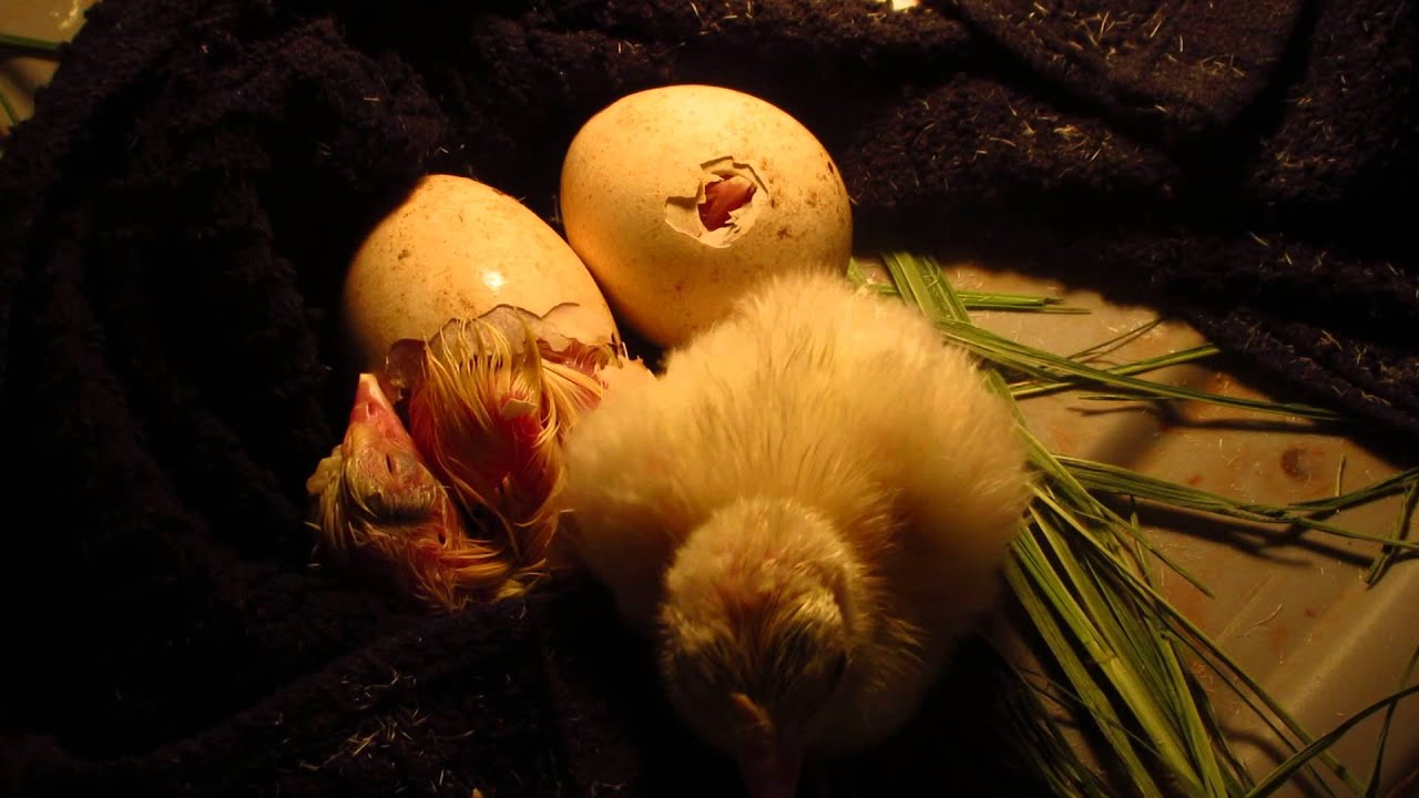 Turkey egg hatching video