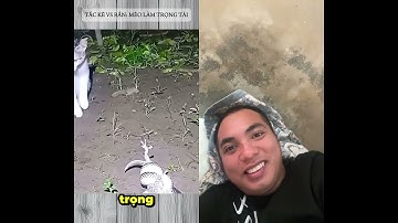 rắn và tắc kè hoa đối đầu nhau và nhờ mèo làm trọng tài.