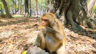 Pregnant monkey Video footage