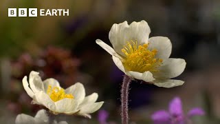 The Fascinating Plant That Lives For 300+ Years | Seasonal Wonderlands | BBC Earth by BBC Earth 79,220 views 1 month ago 3 minutes, 46 seconds