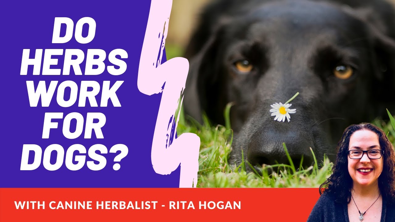 Do Herbs Work For Dogs? w/ Rita Hogan The Canine Herbalist YouTube