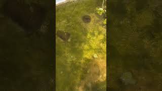 Pollar Parrot Fry || DIY mini pond || #fish #viral #shorts #diy #pollarparrot