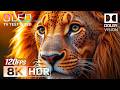 BEST Vivid OLED HDR TEST | 8K Nature & Wildlife Demo | Dolby Vision 60FPS (TV TEST)