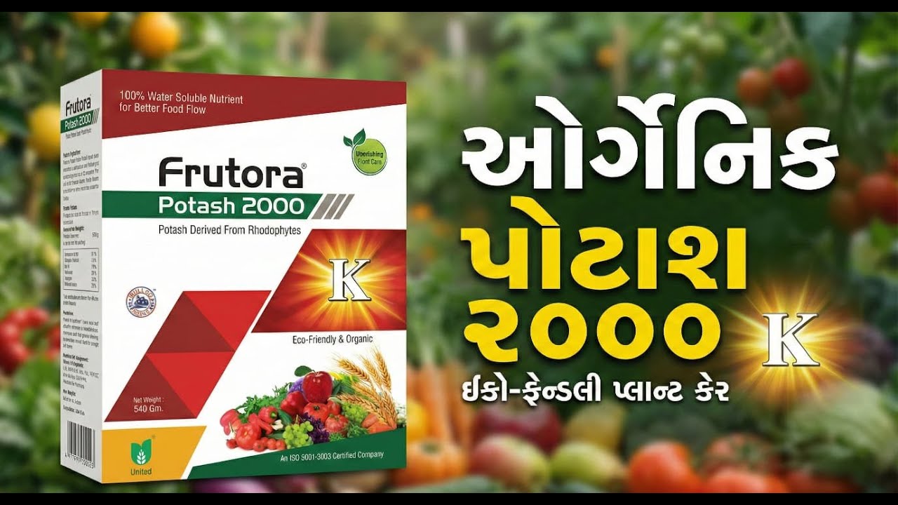 છેલી અવસ્થાએ પોટાશ નું મહત્વ | સારું ઉત્પાદન | સારી ગુણવતા
