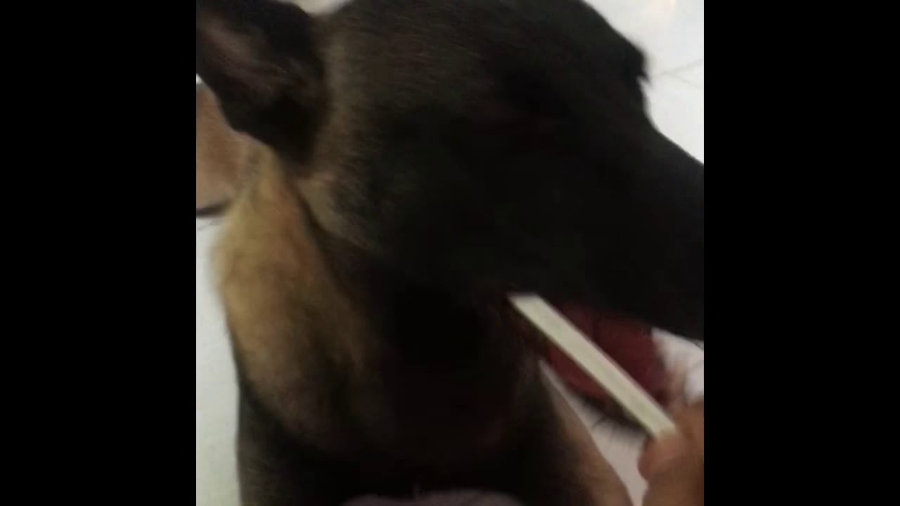 Best way how to brush your dog's teeth Belgian Malinois clean teeth
