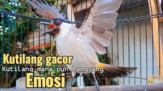 Kutilang gacor TARUNG cocok buat PANCINGAN kutilang agar bunyi jadikan burung kutilang GACOR