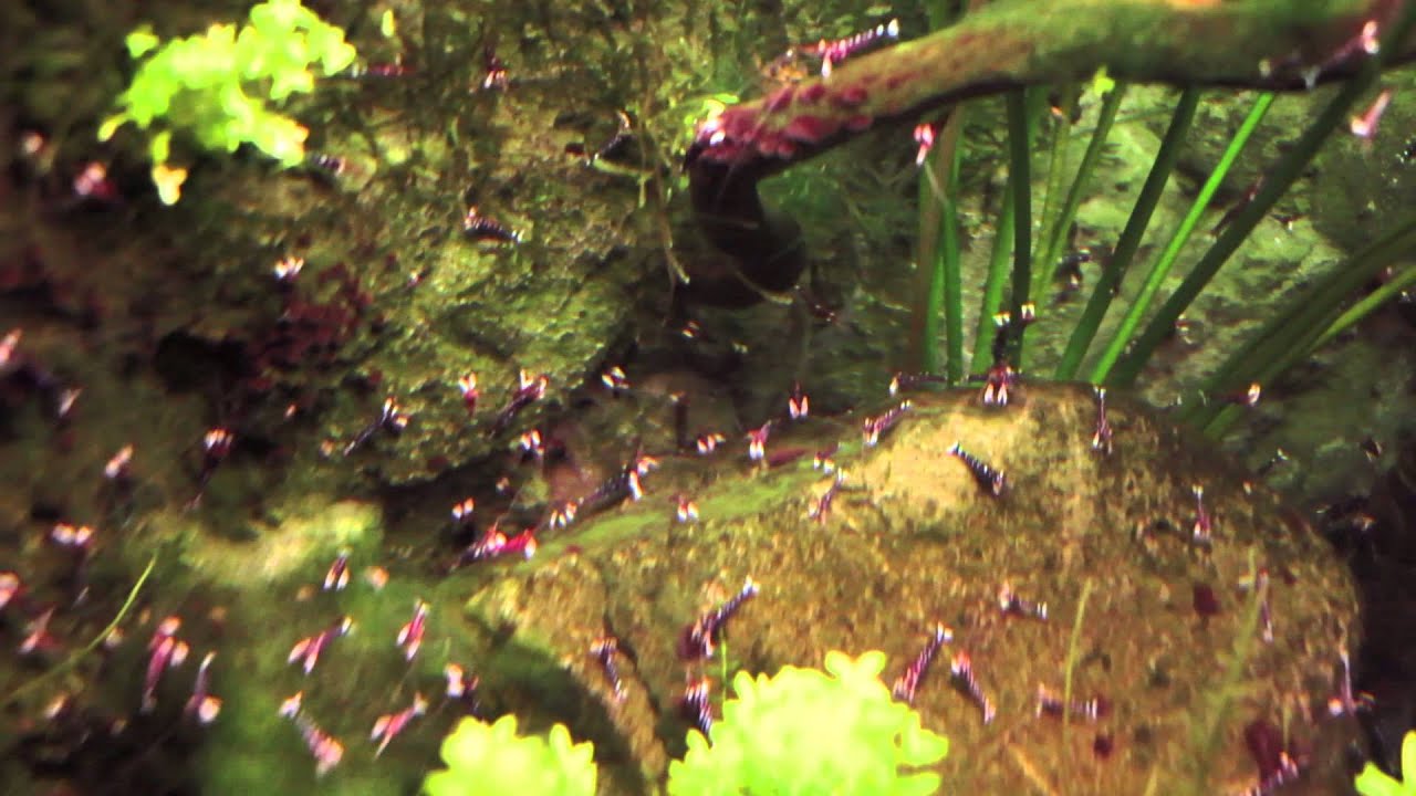 Caridina dennerli 05.2015