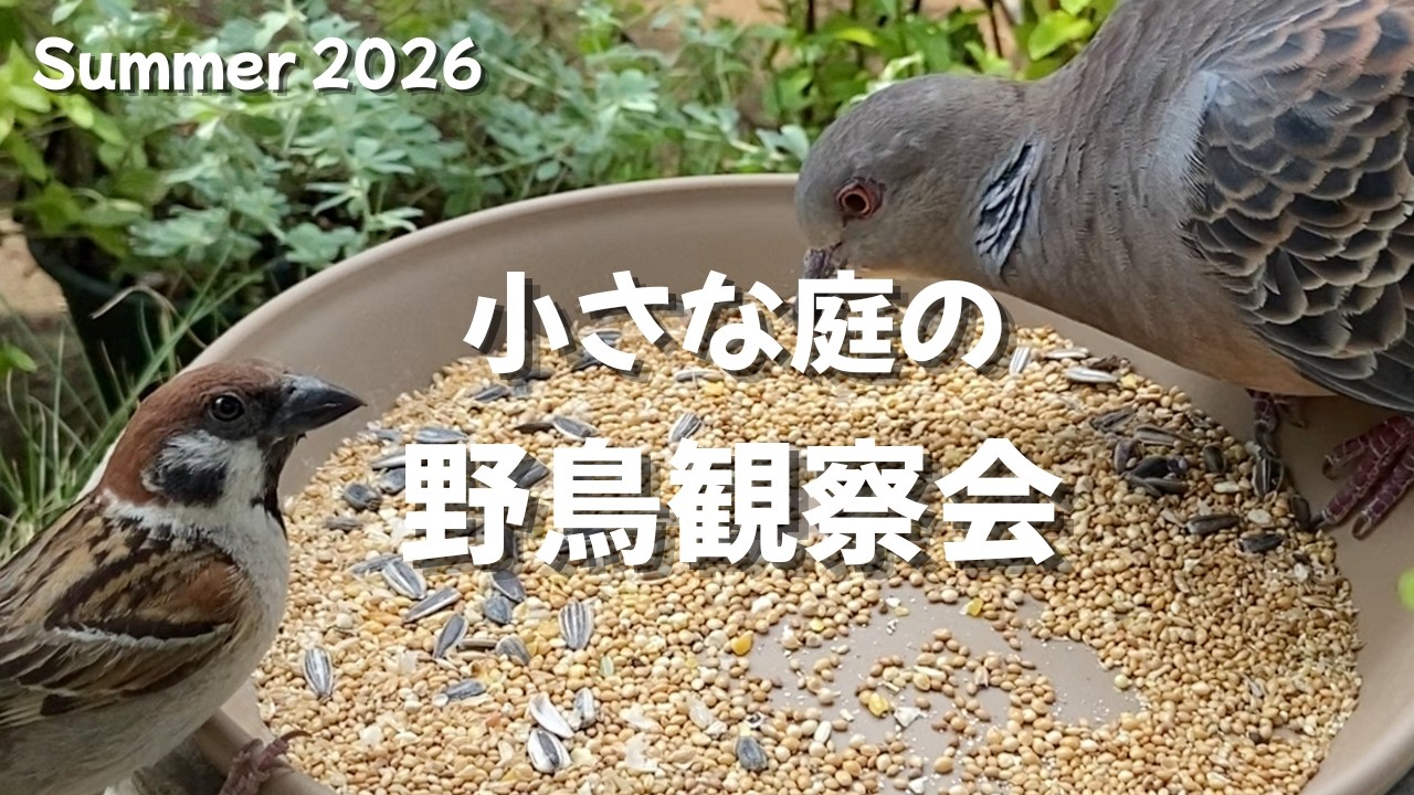 reco】ことりのおおきなあそびば Reposts by コトリアーケード公式