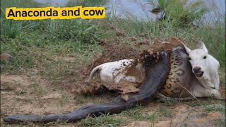 Evolution’s Giant Serpent