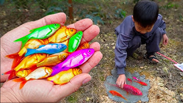 Em ổi tìm bắt những loài cá cảnh đầy mầu sắc nước ngọt tuyệt đẹp #concá #fishing #bắtcávàng