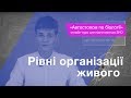 Рівні організації живого – Підготовка до ЗНО – Біологія