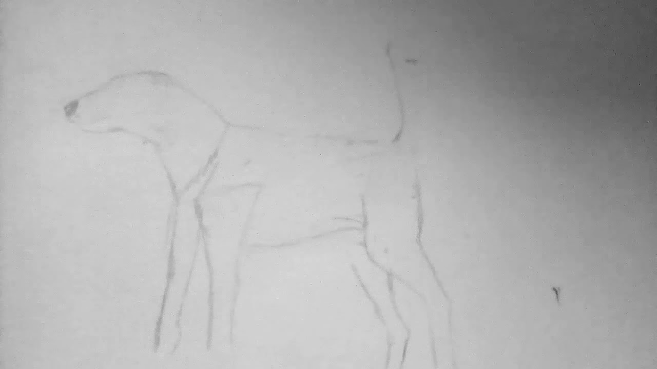 Voici Comment Dessiner Un Chien De Chasse Facile à Dessiner