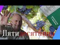 Пятидесятница - это свидетельство о рождении. 9 июня. Сергей Шепелев