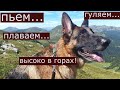 Путешествие с собакой. Немецкая овчарка + британская кошечка