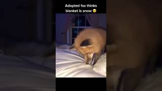 Adopted fox thinks blanket is snow 🥺