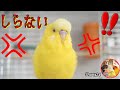 セキセイインコに「会話が変」と突っ込んだら怒り出した #お喋り #Shorts #ショート動画 24