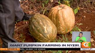 | SMART FARM | Giant Pumpkin Farming in Nyeri