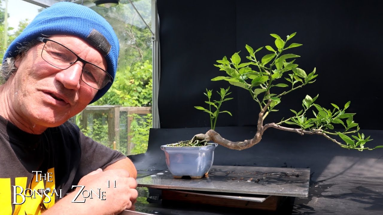 More Mid Summer Bonsai Pruning, The Bonsai Zone, July 2024 YouTube