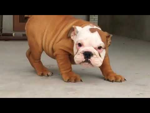 British Bulldog Puppy For Sale 9999039993 Available In Delhi 82 Friend S Colony Swast Vihar Youtube British Bulldog Puppy For Sale 9999039993 Available In Delhi 82 Friend S Colony Swast Vihar Youtube