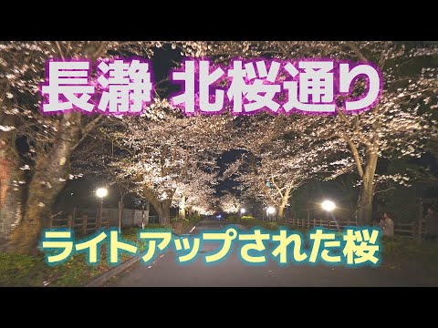 【夜桜見物】長瀞 北桜通りのライトアップされた桜を車の中から撮影（α6600+SIGMA 16mm F1.4 DC DN）